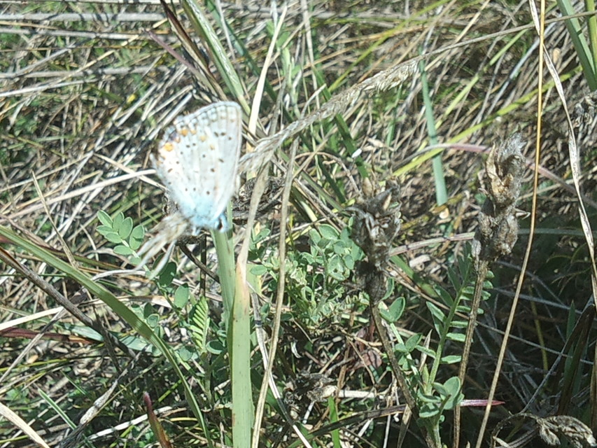 Polyommatus icarus - közönséges boglárka