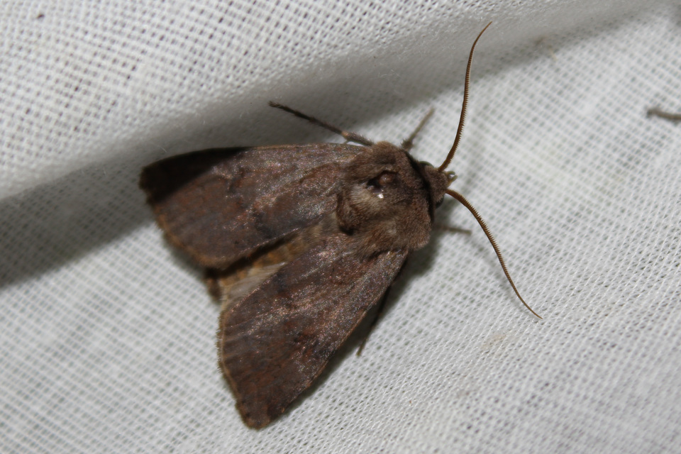 Agrotis cinerea - szürkés földibagoly