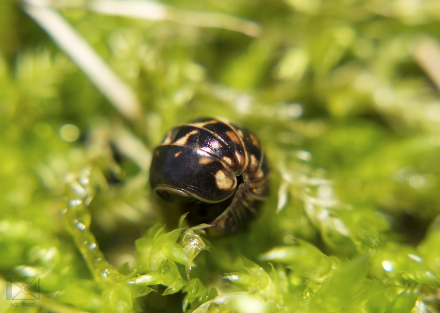 Glomeridae