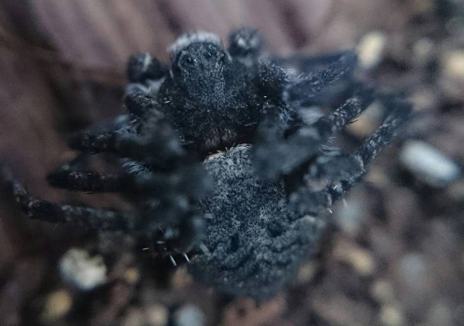 Philodromus margaritatus - bükkfa-fürgekarolópók