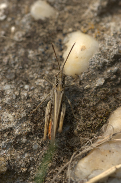 Chorthippus brunneus - közönséges tarlósáska