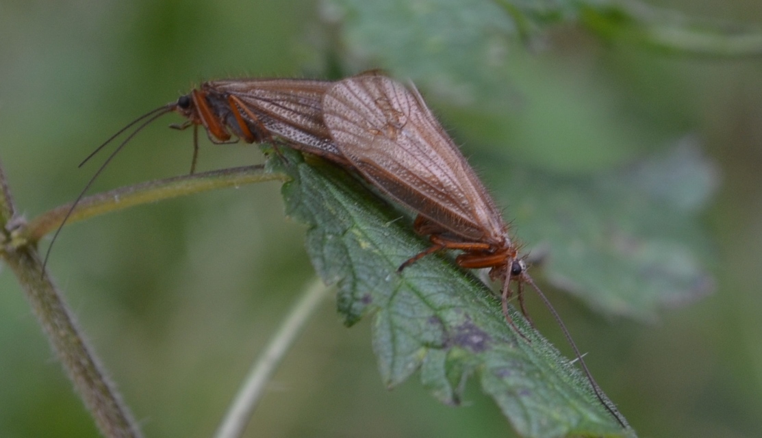 Trichoptera - Tegzesek