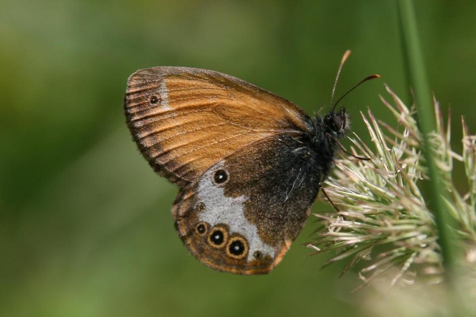 Coenonympha arcania - fehéröves szénalepke