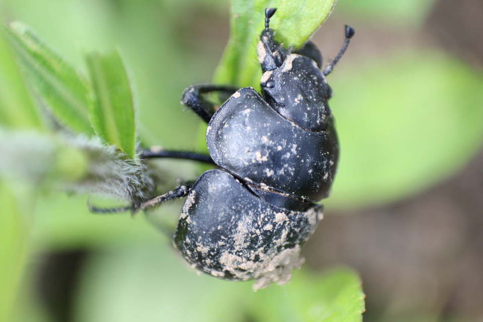 Lethrus apterus - nagyfejű csajkó