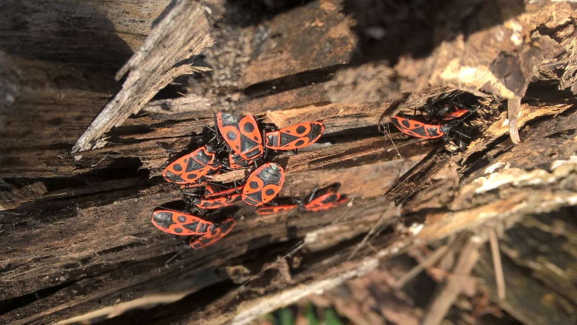 Pyrrhocoris apterus - verőköltő poloska