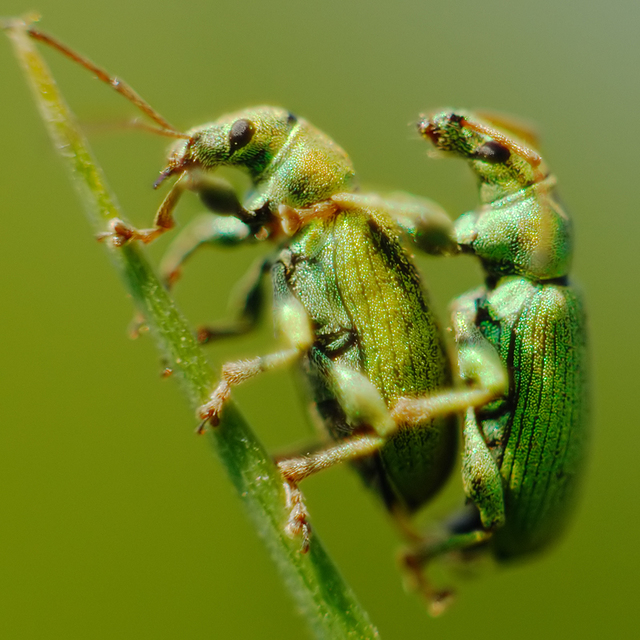 Phyllobius Phyllobius