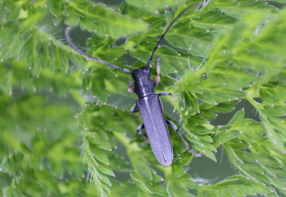 Phytoecia cylindrica - medvelapucincér