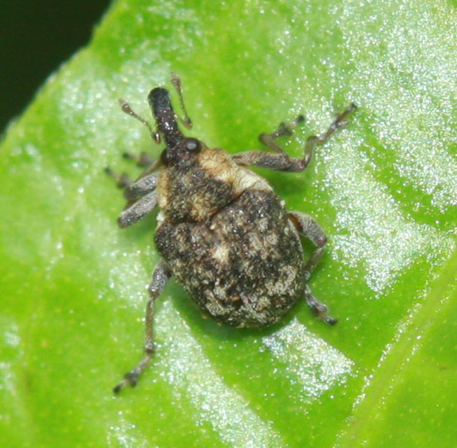 Pelenomus