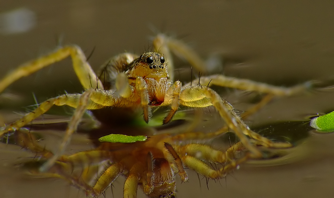 Lycosidae - farkaspókok