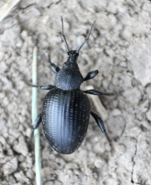 Otiorhynchus catenulatus - gyászos gyalogormányos
