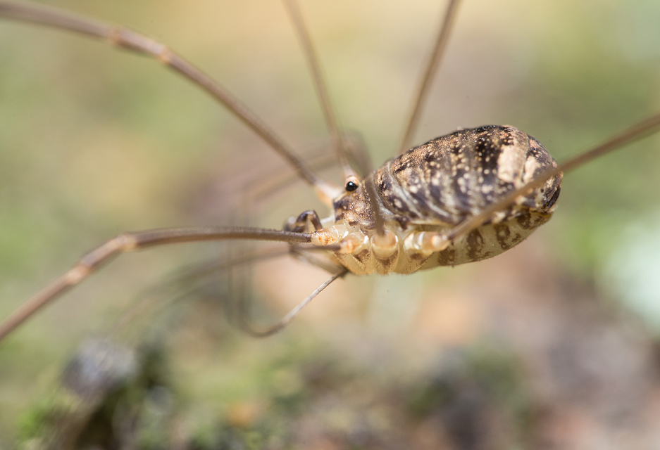 Nelima sempronii