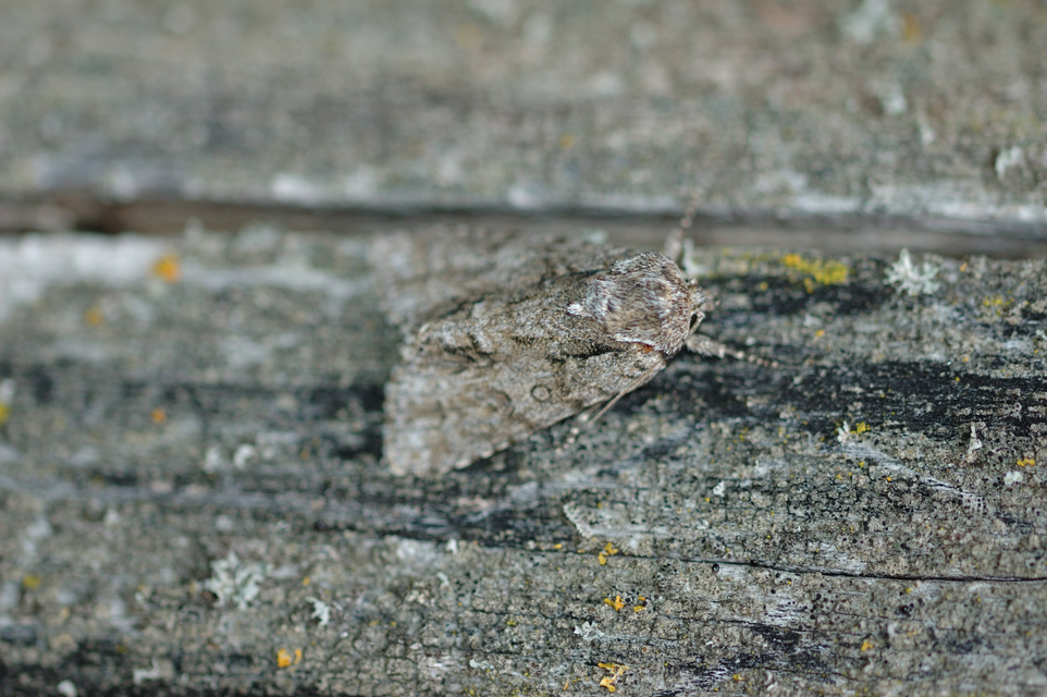 Acronicta auricoma - aranyos szigonyosbagoly