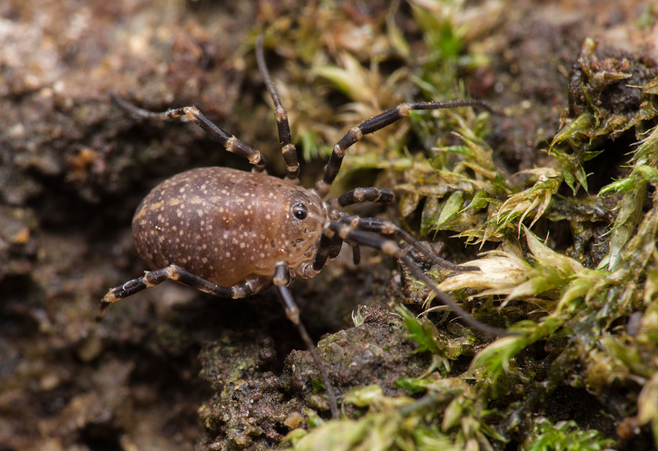 Egaenus convexus