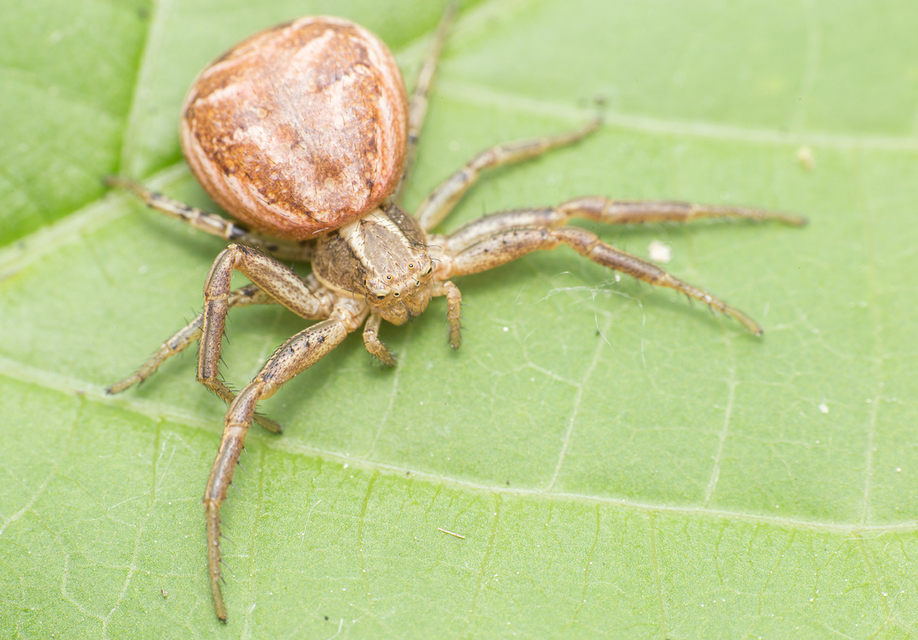 Xysticus