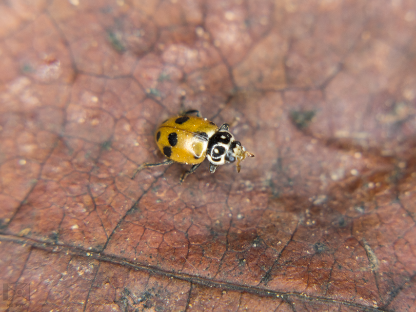 Hippodamia variegata - tizenhárompettyes katica