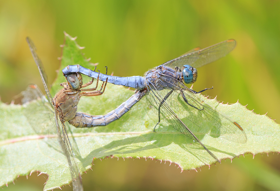 Orthetrum coerulescens - karcsú pásztorszitakötő