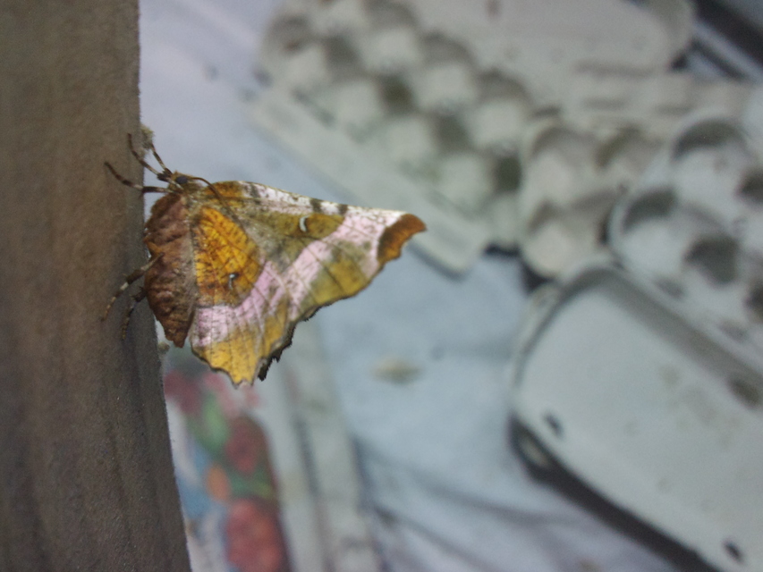 Selenia tetralunaria - négyfoltos holdasaraszoló