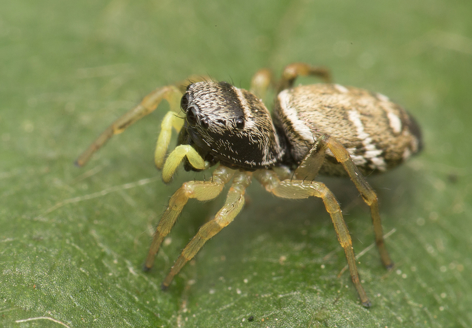 Heliophanus cupreus - rezes ugrópók