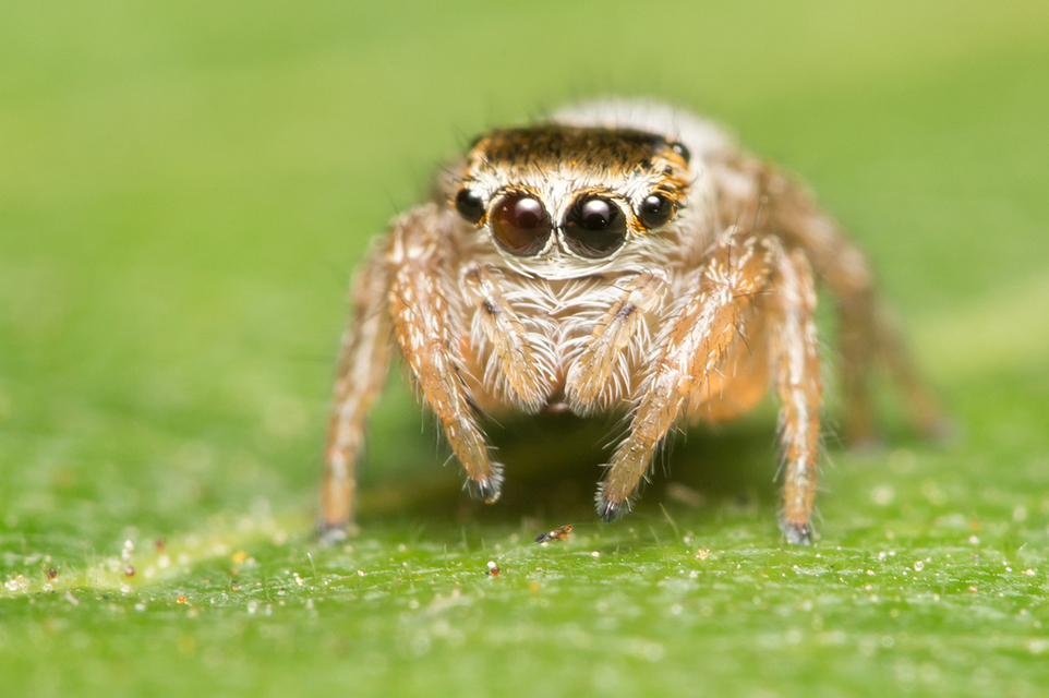 Salticidae - ugrópókok