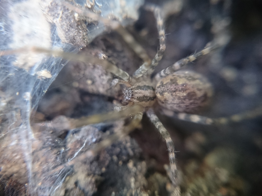 Tegenaria hasperi - ezüstös zugpók