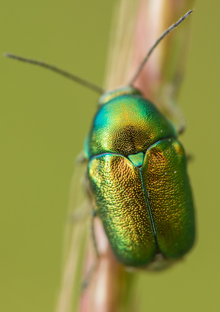 Cryptocephalus