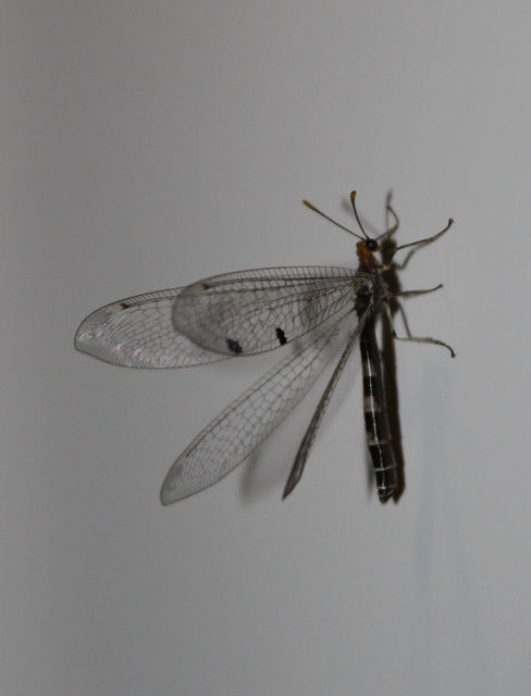 Megistopus flavicornis - kétfoltos hangyaleső Megistopus flavicornis - kétfoltos hangyaleső