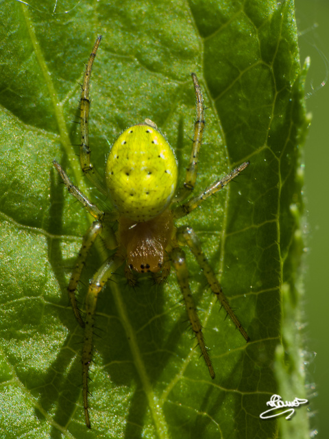Araniella