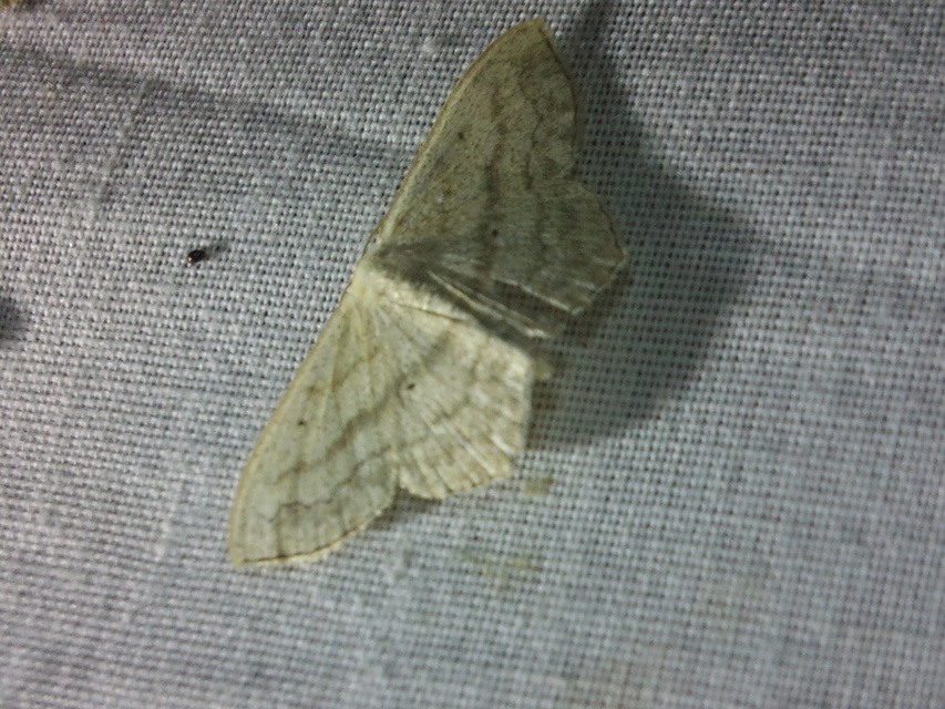 Scopula nigropunctata - feketepettyes araszoló