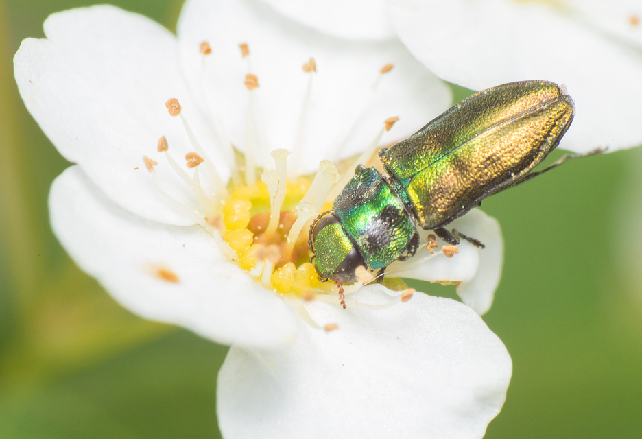 Anthaxia podolica - podóliai virágdíszbogár