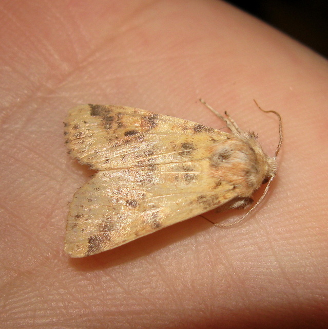 Cirrhia gilvago - foltos sárgabagoly