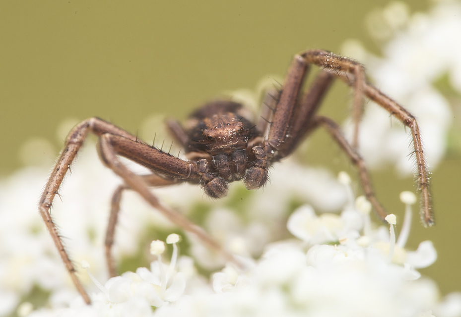 Xysticus