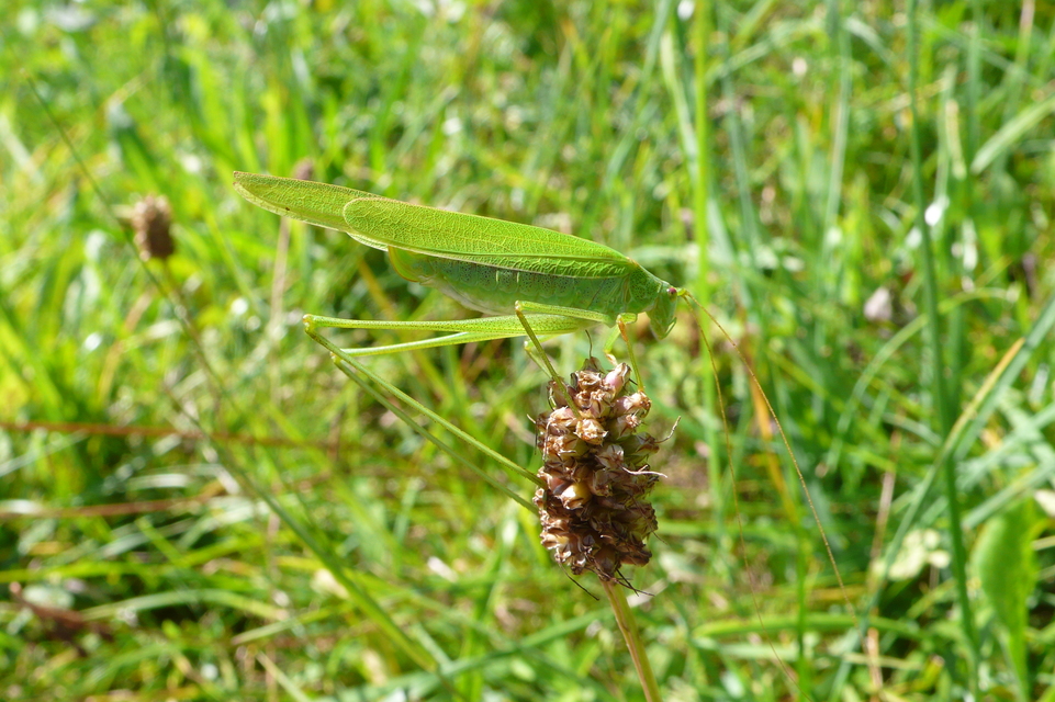 Phaneroptera falcata - zöld repülőszöcske