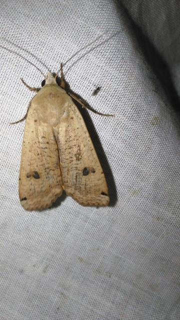 Noctua pronuba - nagy sárgafűbagoly