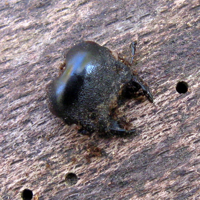 Dorcus parallelipipedus - kis szarvasbogár