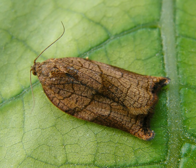 Archips podana - dudvarágó sodrómoly