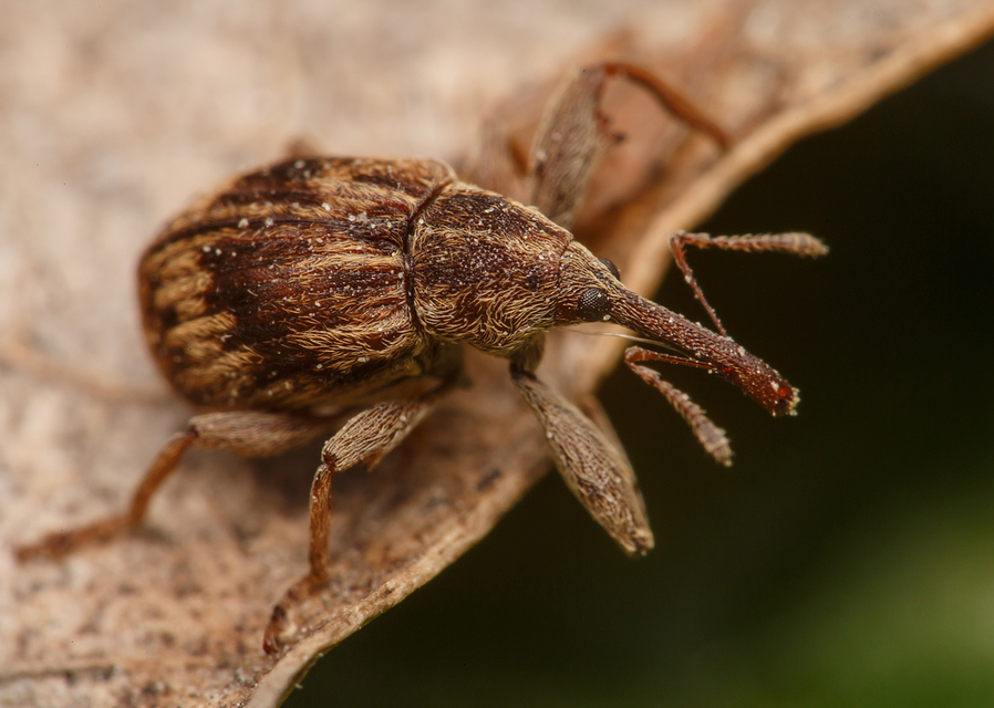 Anthonomus rectirostris - meggymaglikasztó Anthonomus rectirostris - meggymaglikasztó