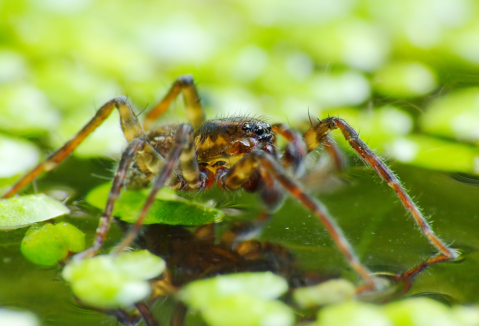 Lycosidae - farkaspókok