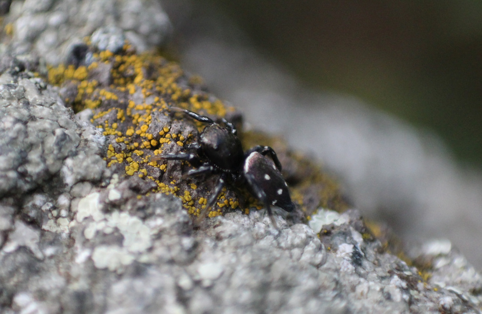Heliophanus kochii - négypettyes ugrópók