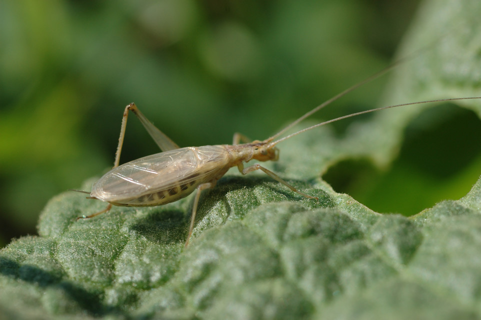 Oecanthus pellucens - pirregőtücsök