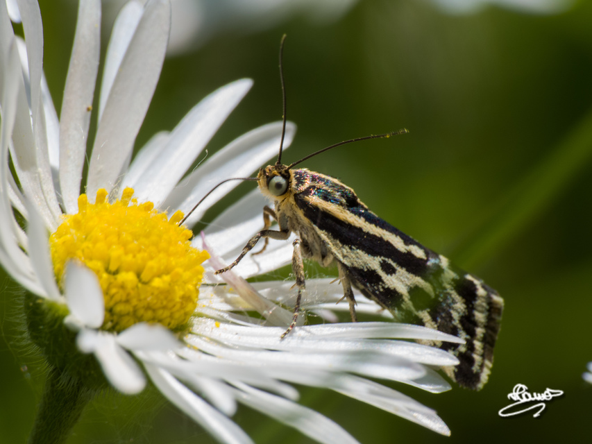 Emmelia trabealis - zebrabagoly
