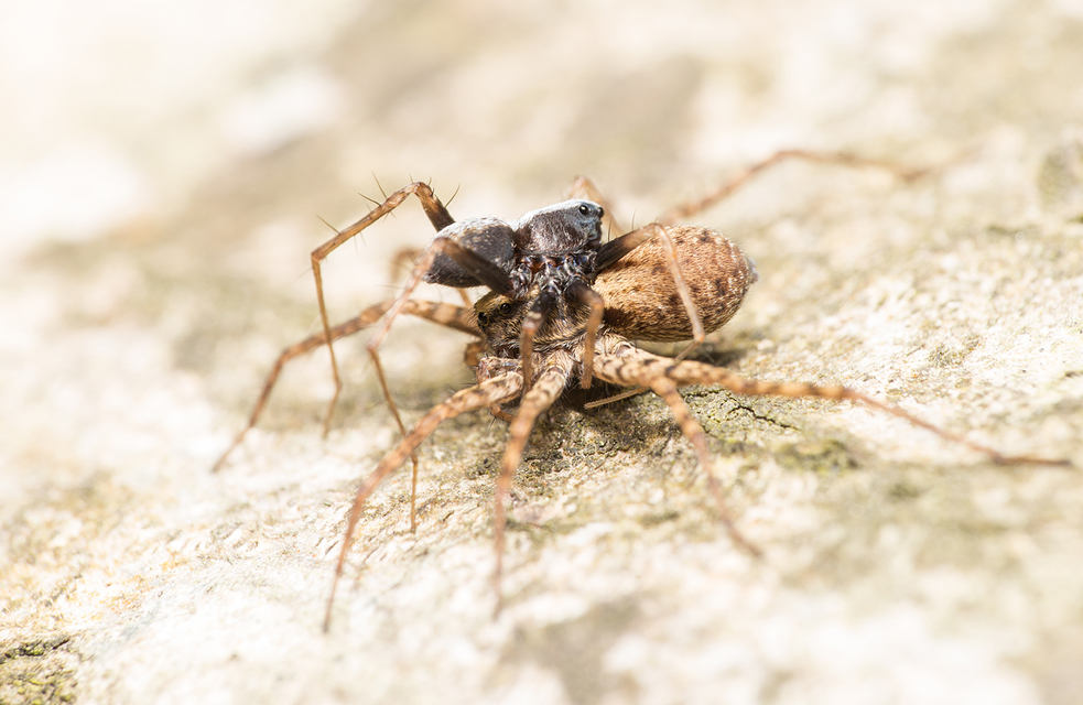 Pardosa alacris/lugubris