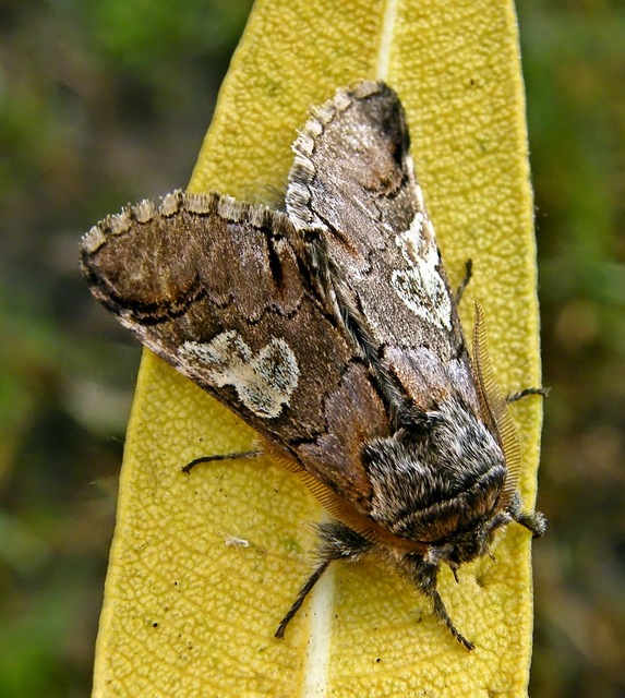 Diloba caeruleocephala - őszi kékesbagoly