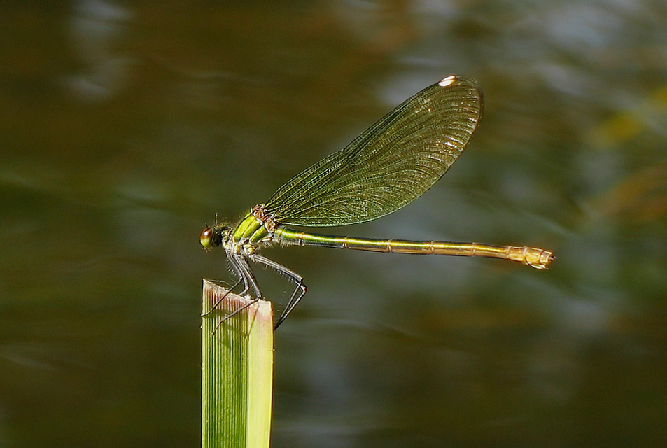 Calopteryx splendens - sávos szitakötő