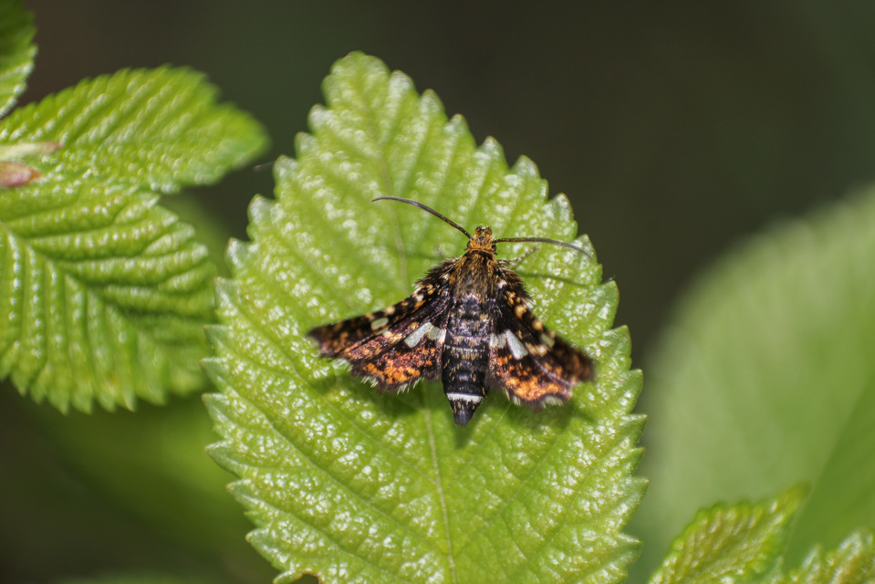 Thyris fenestrella - gyakori ablakosmoly