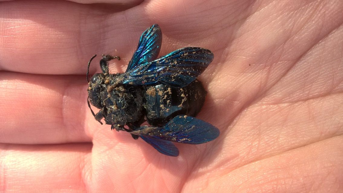 Xylocopa