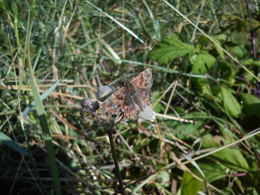 Carcharodus alceae - mályva-busalepke