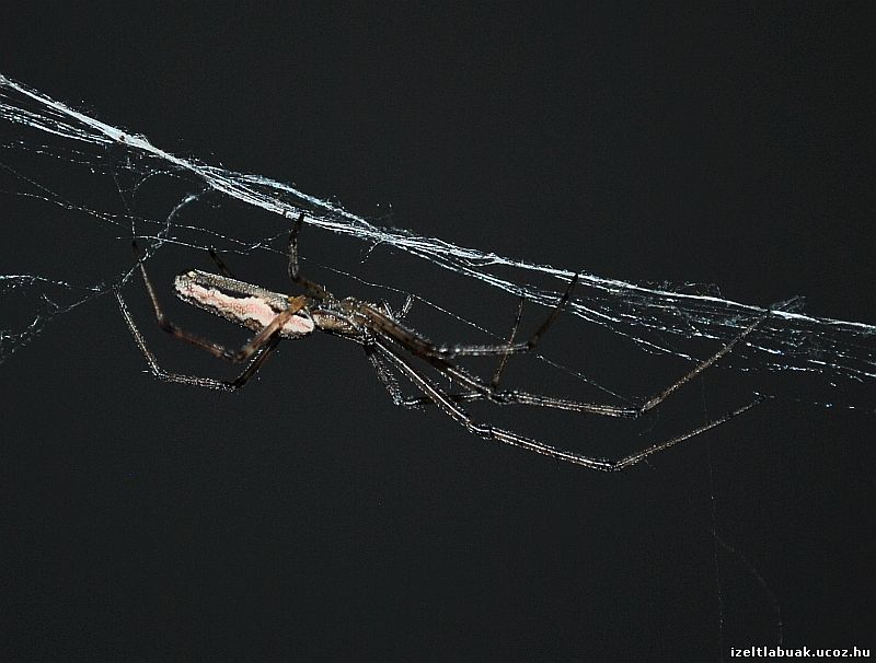 Tetragnatha dearmata