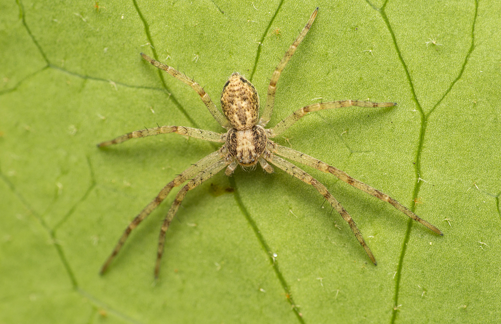 Philodromus