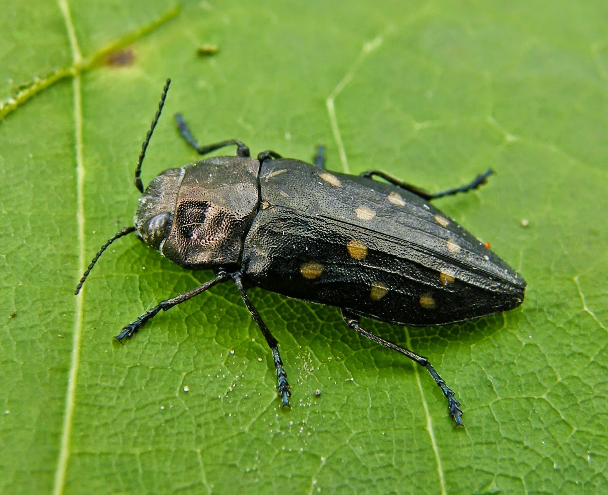 Trachypteris picta decostigma - foltos fürgedíszbogár