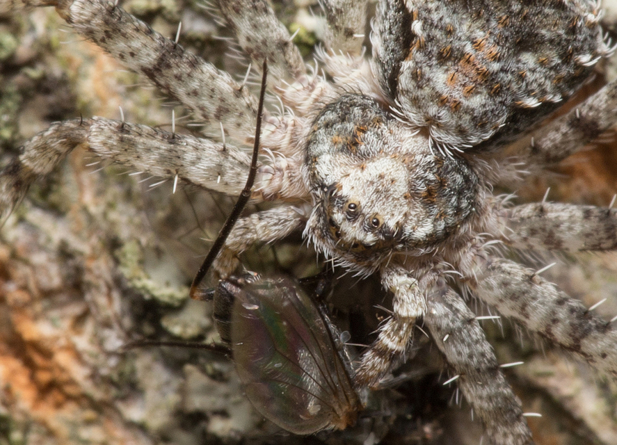 Philodromus margaritatus - bükkfa-fürgekarolópók